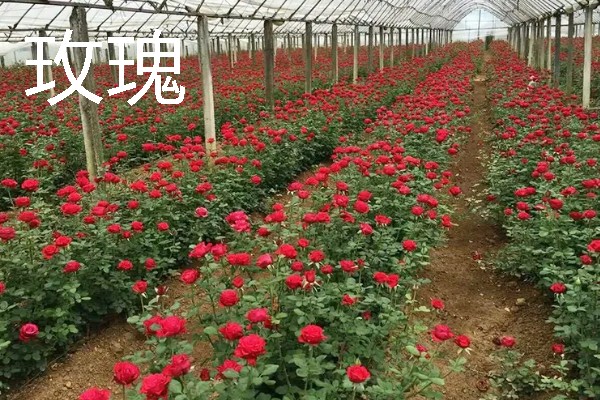 农村有什么致富种植项目，野菜、蘑菇、粗粮等作物都是不错的选择