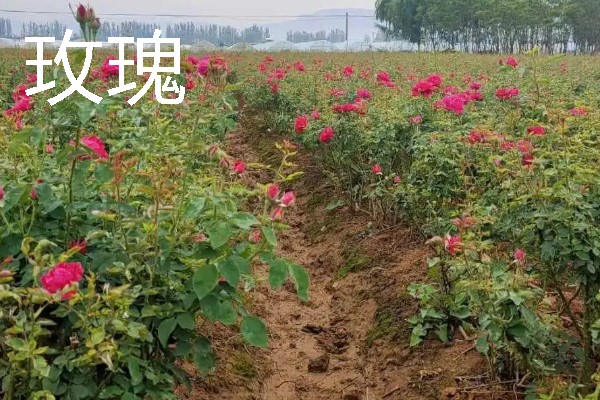 农村有什么致富种植项目，野菜、蘑菇、粗粮等作物都是不错的选择