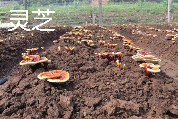 农村有什么致富种植项目，野菜、蘑菇、粗粮等作物都是不错的选择