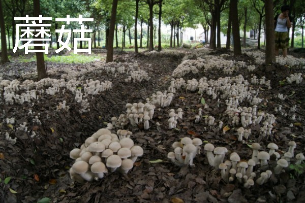 农村有什么致富种植项目，野菜、蘑菇、粗粮等作物都是不错的选择