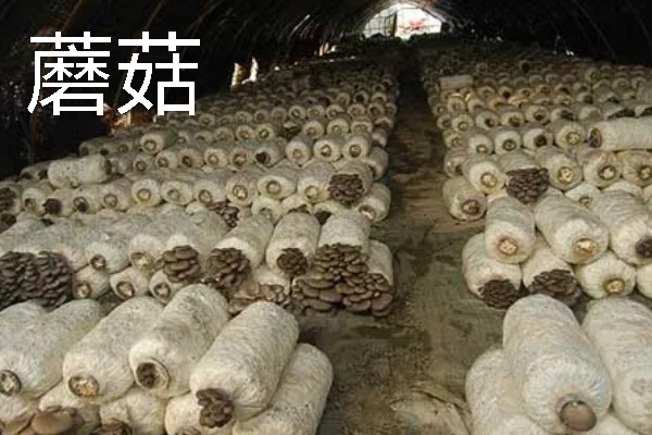 农村有什么致富种植项目，野菜、蘑菇、粗粮等作物都是不错的选择