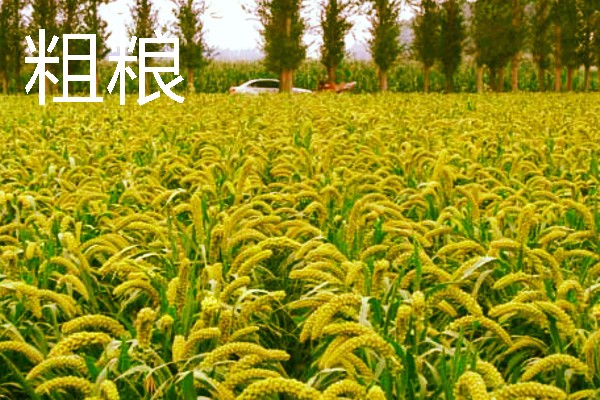 农村有什么致富种植项目，野菜、蘑菇、粗粮等作物都是不错的选择