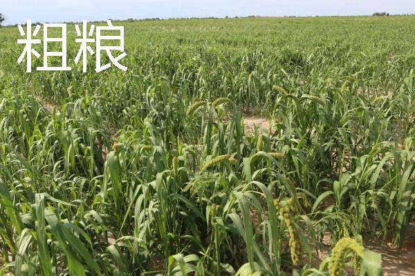 农村有什么致富种植项目，野菜、蘑菇、粗粮等作物都是不错的选择