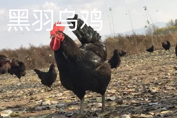 农村有什么致富种植项目，野菜、蘑菇、粗粮等作物都是不错的选择