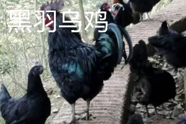 农村有什么致富种植项目，野菜、蘑菇、粗粮等作物都是不错的选择