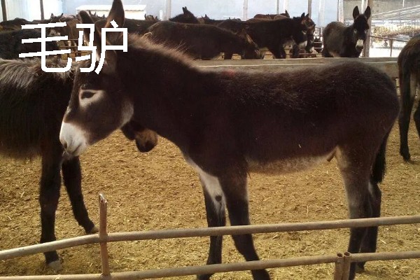 农村有什么致富种植项目，野菜、蘑菇、粗粮等作物都是不错的选择