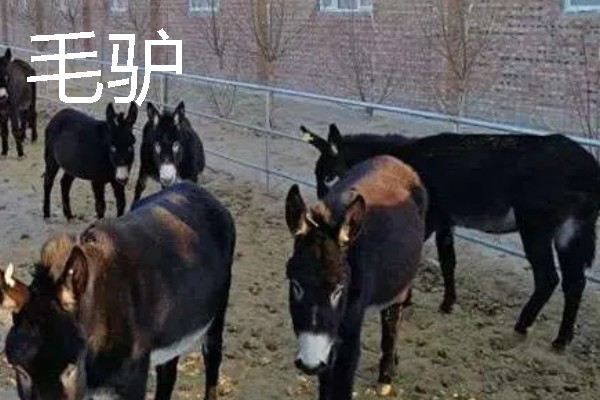 农村有什么致富种植项目，野菜、蘑菇、粗粮等作物都是不错的选择
