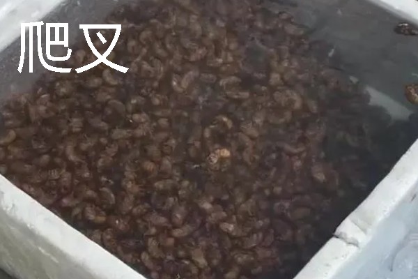 农村有什么致富种植项目，野菜、蘑菇、粗粮等作物都是不错的选择