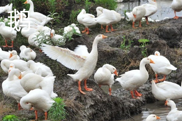 农村有什么致富种植项目，野菜、蘑菇、粗粮等作物都是不错的选择