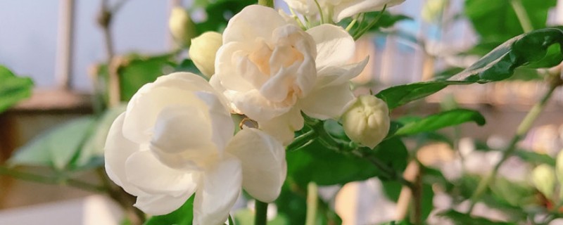 茉莉花的花语是什么，寓意忠贞纯真、玲珑可爱等