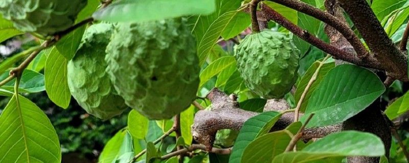 释迦树苗种几年才长果，种植2-3年即可