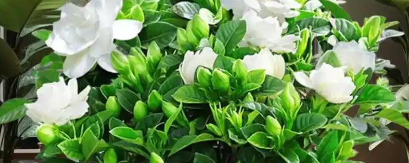 栀子花如何施肥，上盆前施加足量的底肥