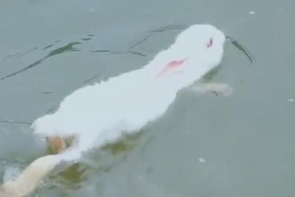 兔子能吃水果吗，兔子可以吃水果