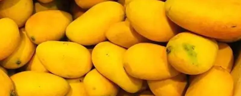 好吃的芒果排行，推荐小台芒、青芒等