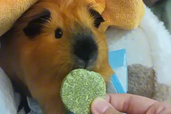 荷兰猪发情的表现有哪些，会比平时更加频繁的叫唤