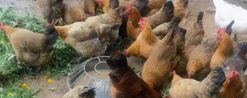 鸡啄毛怎么办，增喂骨粉、蚝壳粉等饲料可以改善