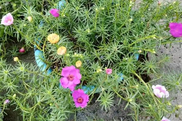 太阳花出芽后如何养殖，让土壤保持微湿状态有助于生长