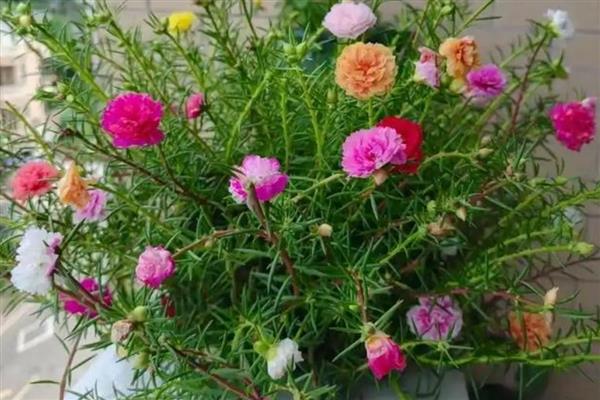 太阳花出芽后如何养殖，让土壤保持微湿状态有助于生长