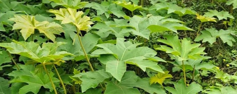 通草是哪种草，是木通科落叶木质藤本