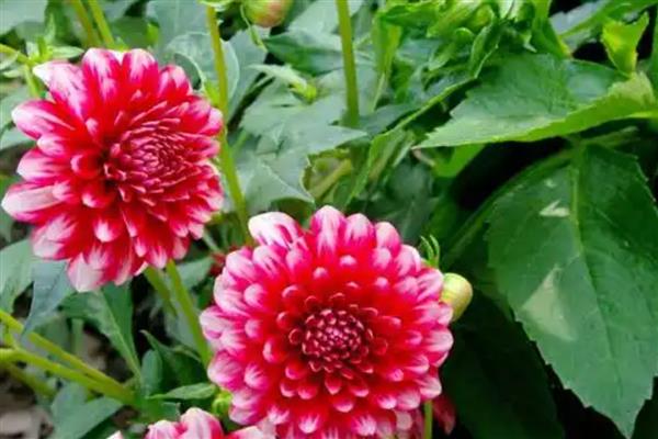 大丽花花谢后要修剪吗，建议最好及时的剪掉