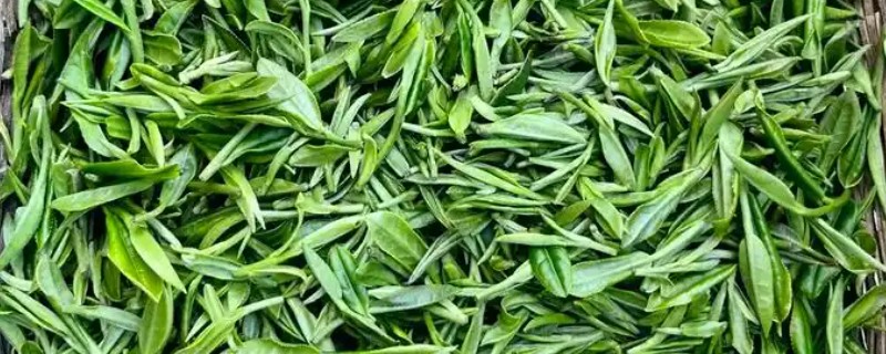 绿茶如何保存，可用石灰块保存或塑料袋保存