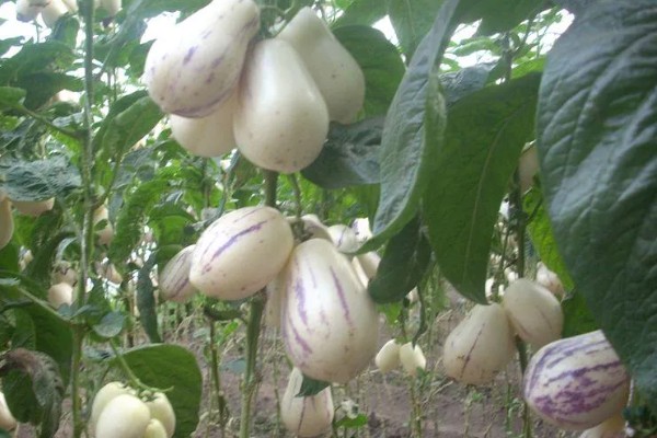 人参果是什么季节的水果，上市时间为9-11月