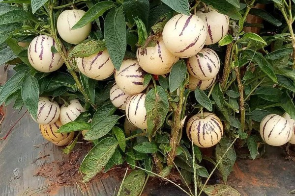 人参果是什么季节的水果，上市时间为9-11月