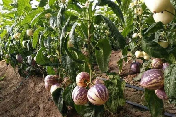 人参果是什么季节的水果，上市时间为9-11月