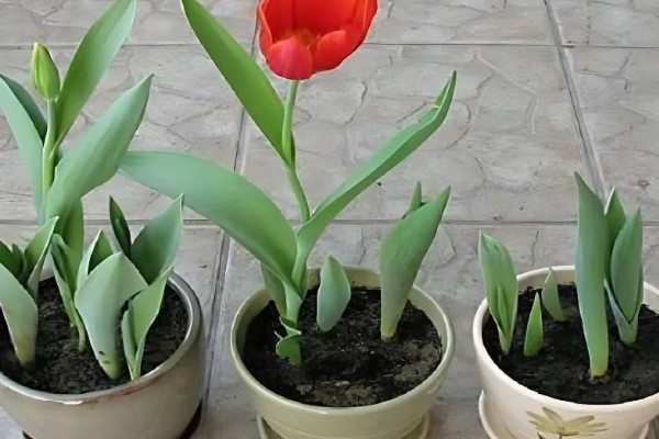 郁金香如何过冬,生长需要充足的阳光