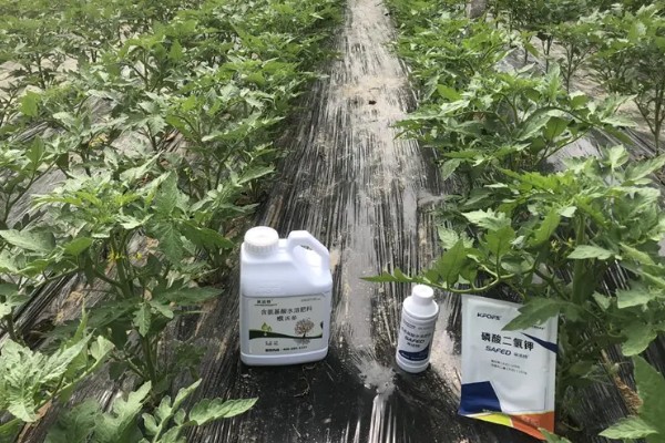 西红柿的种植技术，建议在春秋季节进行