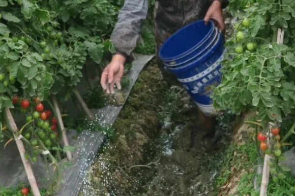 西红柿的种植技术，建议在春秋季节进行