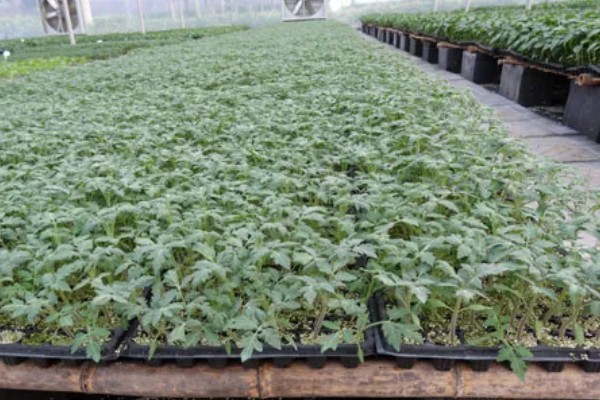 西红柿的种植技术，建议在春秋季节进行