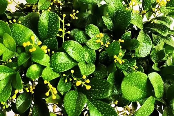 怎么养米兰花，要10天左右施加一次薄肥