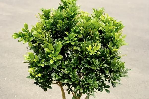 怎么养米兰花，要10天左右施加一次薄肥