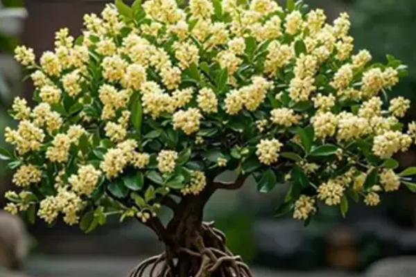 怎么养米兰花，要10天左右施加一次薄肥