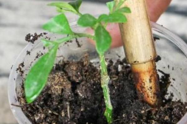 怎么养米兰花，要10天左右施加一次薄肥