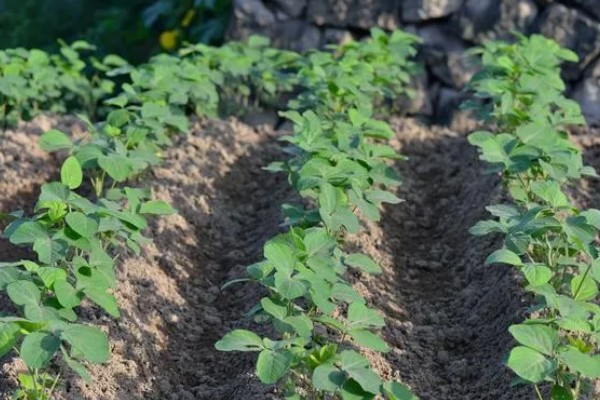 毛豆的种植行距和株距，种植株距为30厘米左右