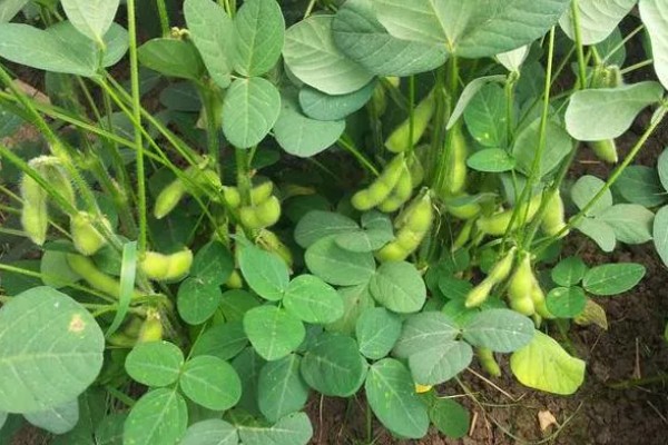 毛豆的种植行距和株距，种植株距为30厘米左右