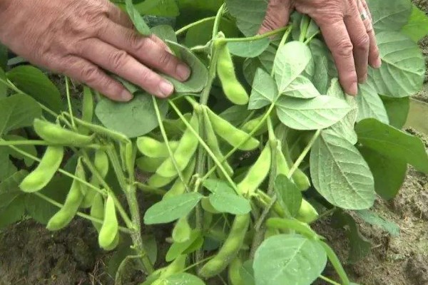 毛豆的种植行距和株距，种植株距为30厘米左右