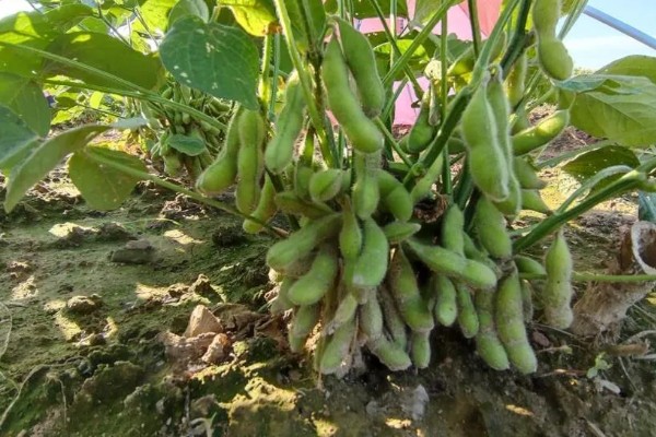 毛豆的种植行距和株距，种植株距为30厘米左右