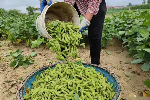 毛豆的种植行距和株距，种植株距为30厘米左右