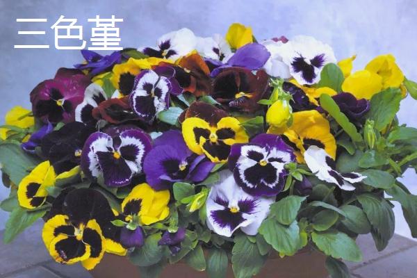 哪些植物适合在秋季种植，可选择三色堇、垂吊半边莲等品种