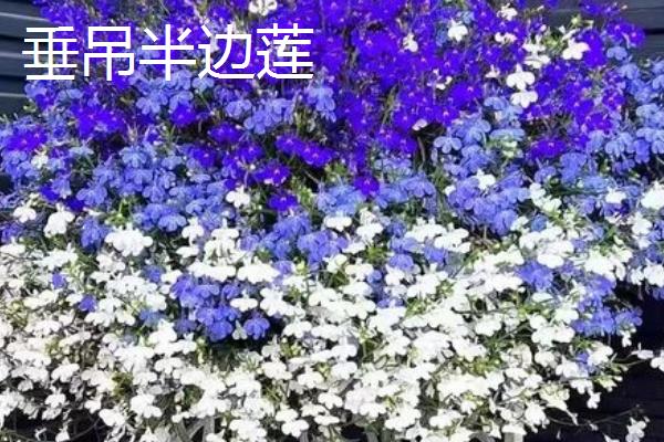 哪些植物适合在秋季种植，可选择三色堇、垂吊半边莲等品种