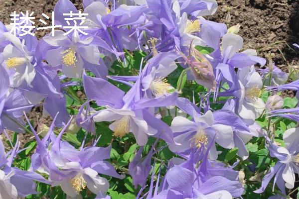 哪些植物适合在秋季种植，可选择三色堇、垂吊半边莲等品种
