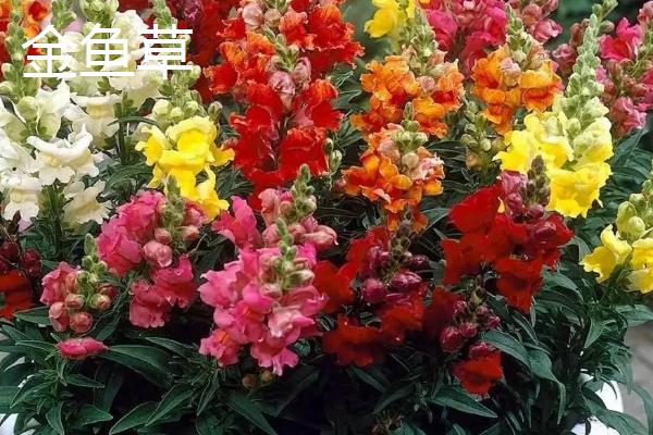 哪些植物适合在秋季种植，可选择三色堇、垂吊半边莲等品种
