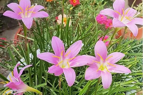 风雨兰有什么花语，代表纯洁的初恋、坚韧不屈等含义