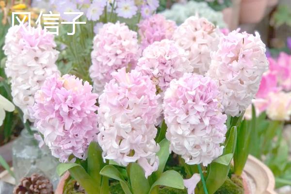 哪些植物适合在秋季种植，可选择三色堇、垂吊半边莲等品种
