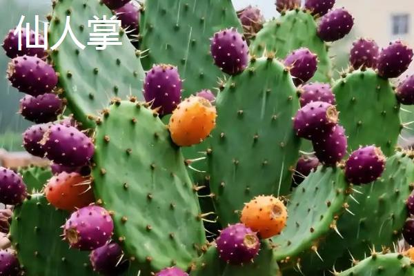 哪些植物适合在秋季种植，可选择三色堇、垂吊半边莲等品种
