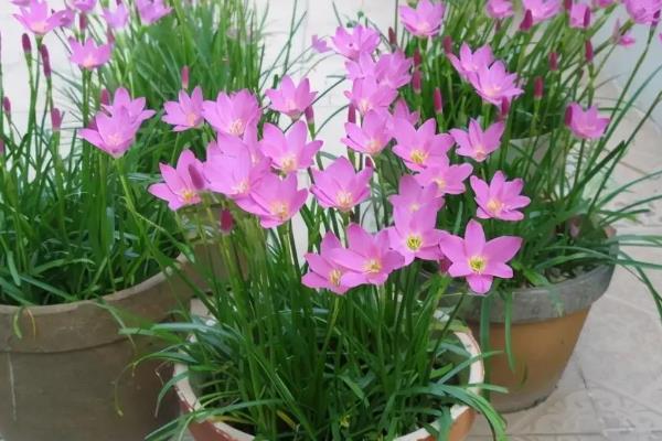 风雨兰有什么花语，代表纯洁的初恋、坚韧不屈等含义