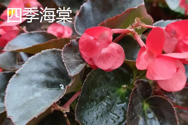 哪些植物适合在秋季种植，可选择三色堇、垂吊半边莲等品种